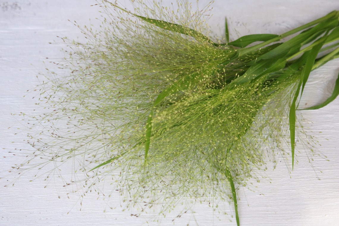100 Frosted Explosion Optic Grass Seeds Bouquet Filler Etsy
