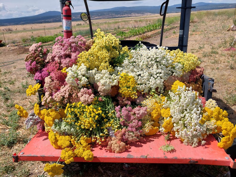 May include: A vibrant display of freshly harvested flowers in shades of yellow, pink, white, and purple fills a red cart. The flowers are densely packed, showcasing a variety of textures and shapes, suggesting a floral arrangement or harvest.