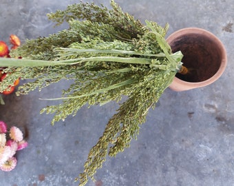 Dried Green Drops ornamental grass, dried bouquet filler, 20 stems - Panicum violaceum