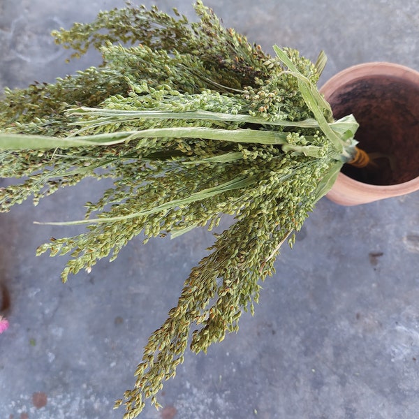 Dried Green Drops ornamental grass, dried bouquet filler, 20 stems - Panicum violaceum