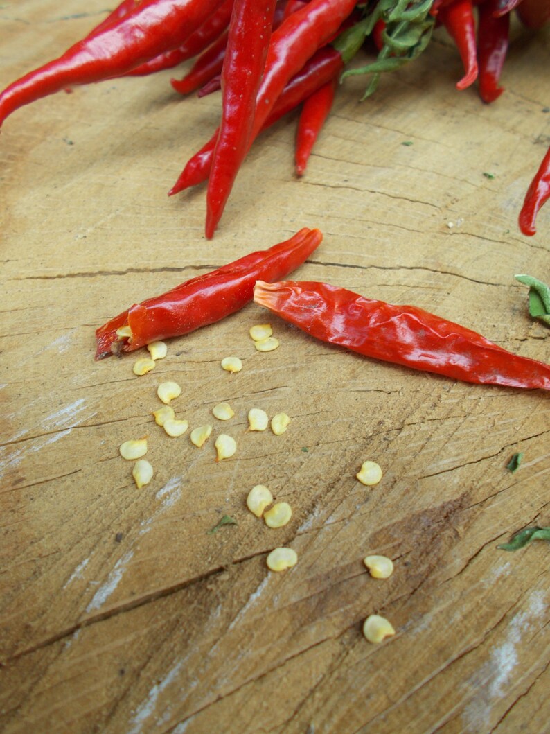 Red Hot Chili Pepper Rooster Spur chilli pepper chili pepper Etsy