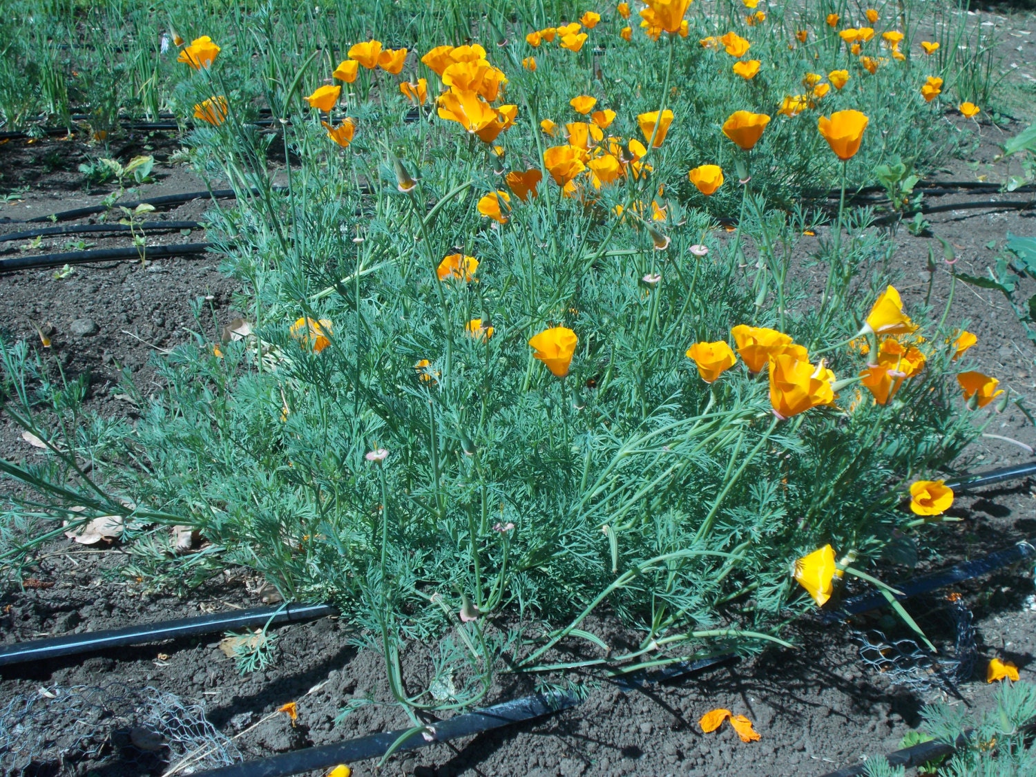 100 Orange California Poppy Seeds Wildflower Seeds Orange | Etsy