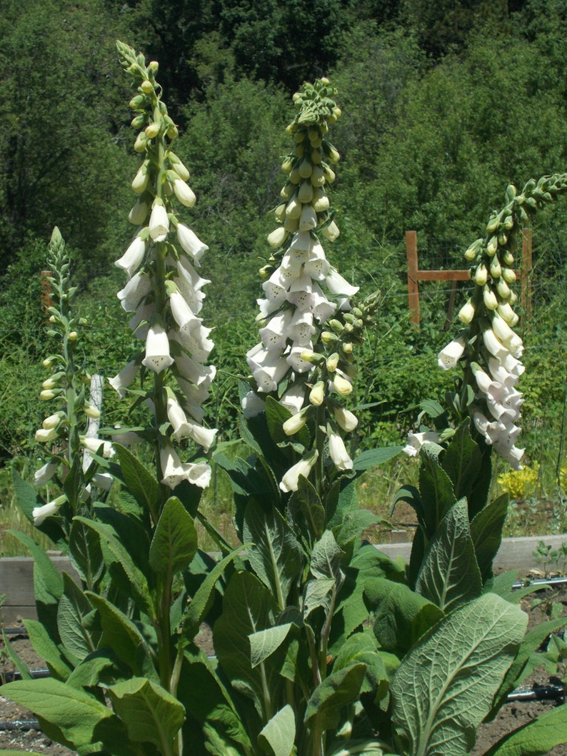 White Foxgloves Digitalis Seed Wildflower Garden White Etsy
