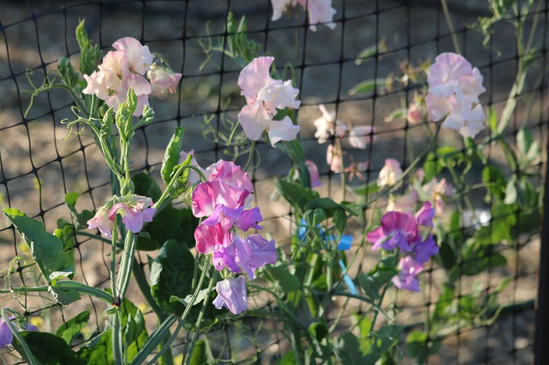 25 Blue Shift Sweet Pea seeds, Grandiflora sweet pea, hardy annual, fragrance flower, cut flower seed, heirloom flower, Lathyrus odoratus image 2