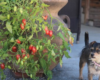 Rose Tomato Seeds perfect for pots and containers, apartment tomato plants great for small spaces, small tomato plants, cherry tomato plant