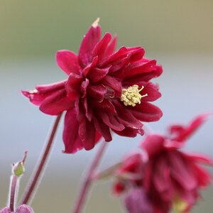 Red Nora Barlow Columbine seeds, Aquilegia seeds, perennial flower seeds, shade garden seeds, cut flower seeds image 2