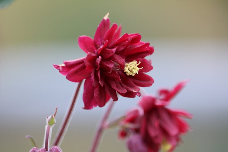 Red Nora Barlow Columbine seeds, Aquilegia seeds, perennial flower seeds, shade garden seeds, cut flower seeds image 2