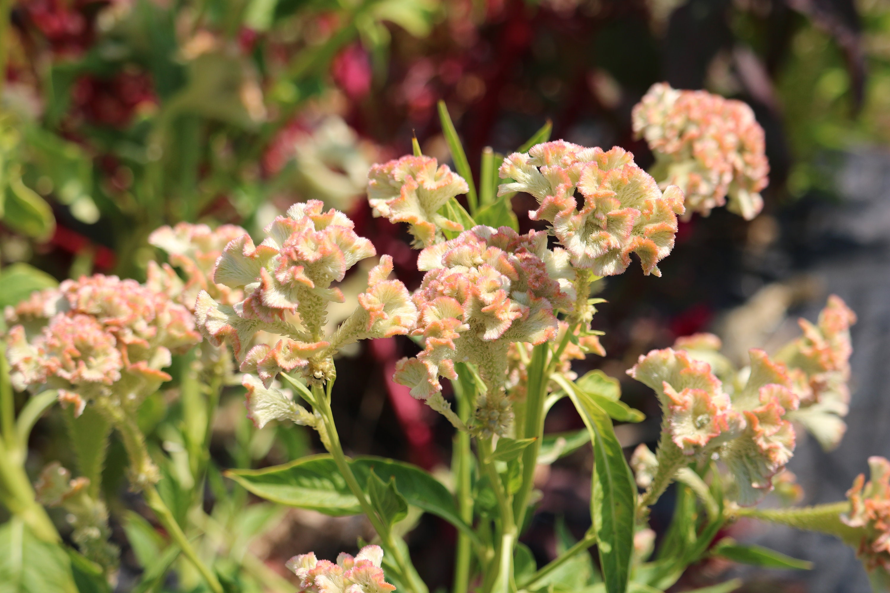 Cockscomb Seeds Celosia BOMBAY PINK 50 Seeds Great Dry Flower Arranging Cockscomb Seeds Celosia BOMBAY PINK 50 Seeds Great Dry Flower Arranging