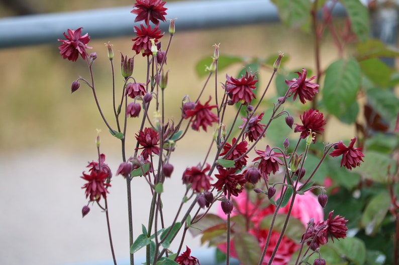 Red Nora Barlow Columbine seeds, Aquilegia seeds, perennial flower seeds, shade garden seeds, cut flower seeds image 5