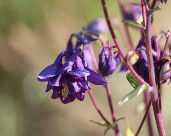 Columbine seeds, Purple flower with variegated leaves, perennial flower, shade garden seeds, flower seeds