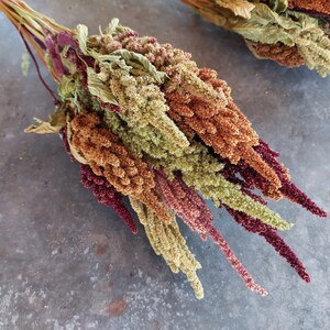 Dried Amaranth flowers, 20 stems, premium quality, annual dried flowers for Fall arrangements afbeelding 5