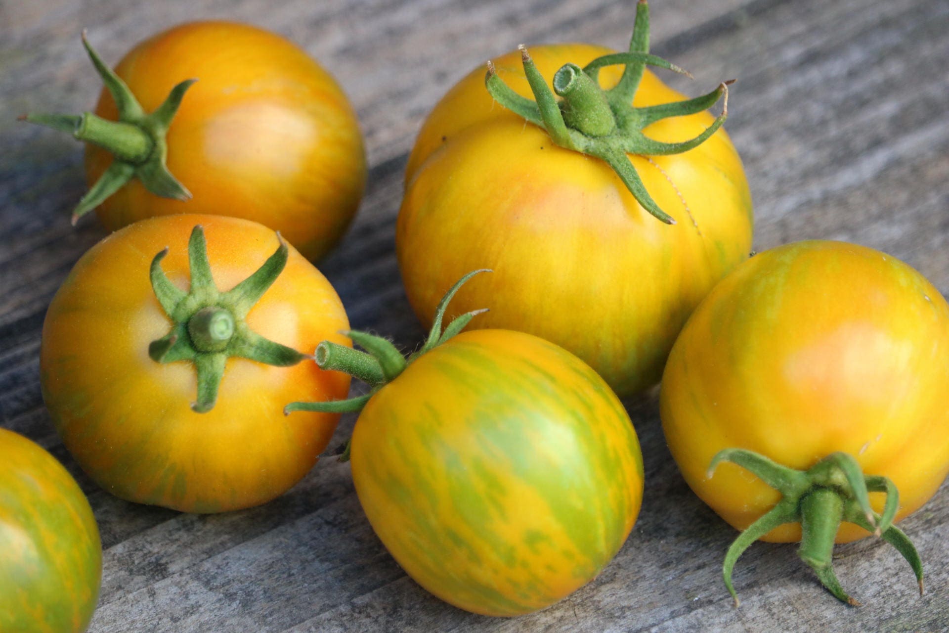 Green Zebra Tomato Seeds Vegetable Heirloom Seeds Organic Etsy UK