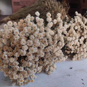 May include: Close-up of several bundles of dried, cream-colored flowers. The flowers have small, tightly packed petals, creating a textured appearance. The background shows more dried flowers and a wooden surface.