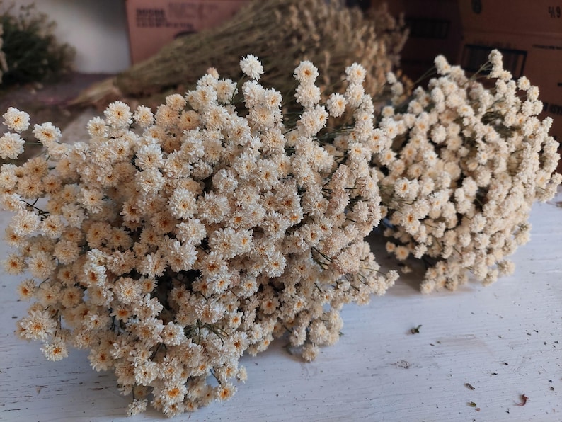 May include: Close-up of several bundles of dried, cream-colored flowers. The flowers have small, tightly packed petals, creating a textured appearance. The background shows more dried flowers and a wooden surface.