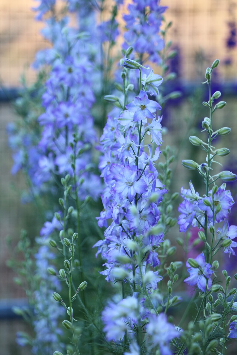 Light blue Larkspur flower seeds excellent cut flower dried Etsy