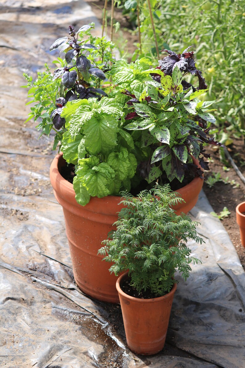 Container Garden Kit Edible Gardens for Urban Farmers 4 Etsy