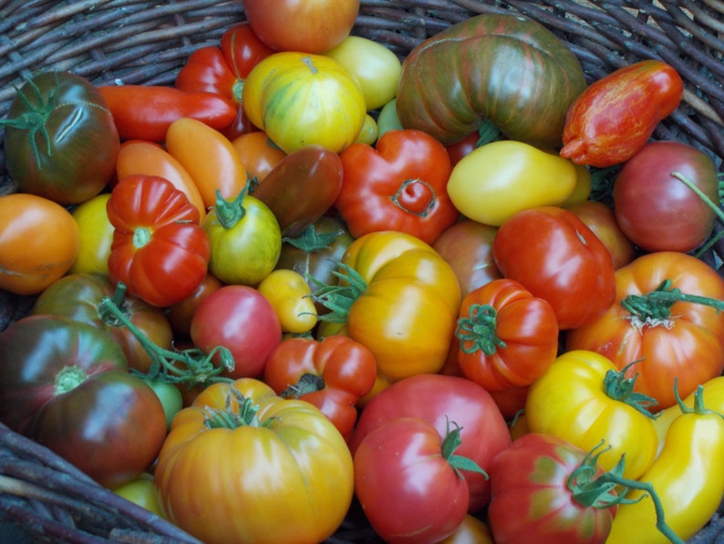 Variety pack of Heirloom Tomato seeds 10 packets of rare Etsy