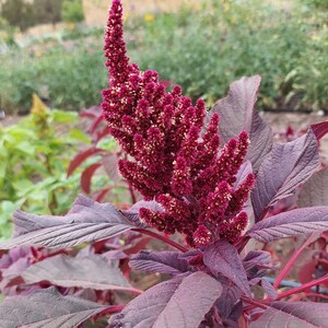 Dried Amaranth flowers, 20 stems, premium quality, annual dried flowers for Fall arrangements afbeelding 4