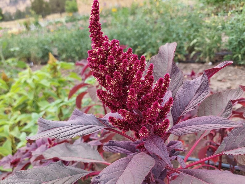 Dried Amaranth flowers, 20 stems, premium quality, annual dried flowers for Fall arrangements afbeelding 4