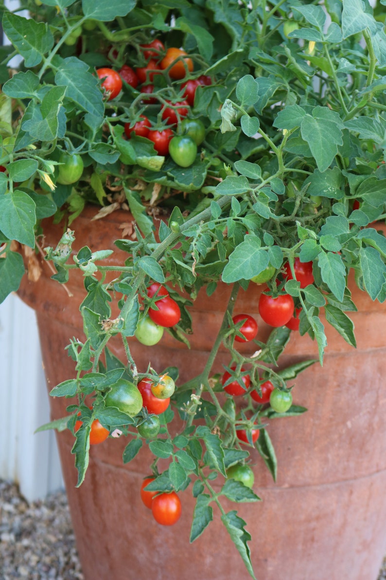 Red Oval Cherry Tomato Seeds for growing in pots container