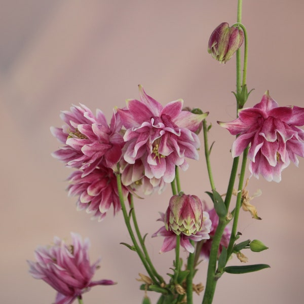 Nora Barlow Columbine seeds, Pink Columbine flower, perennial flower, shade garden seeds, flower seeds