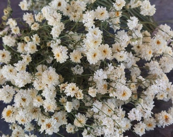 Dried Feverfew, White Wonder double daisy Everlasting dried flowers, dried flower bouquet, 15 - 20 stems