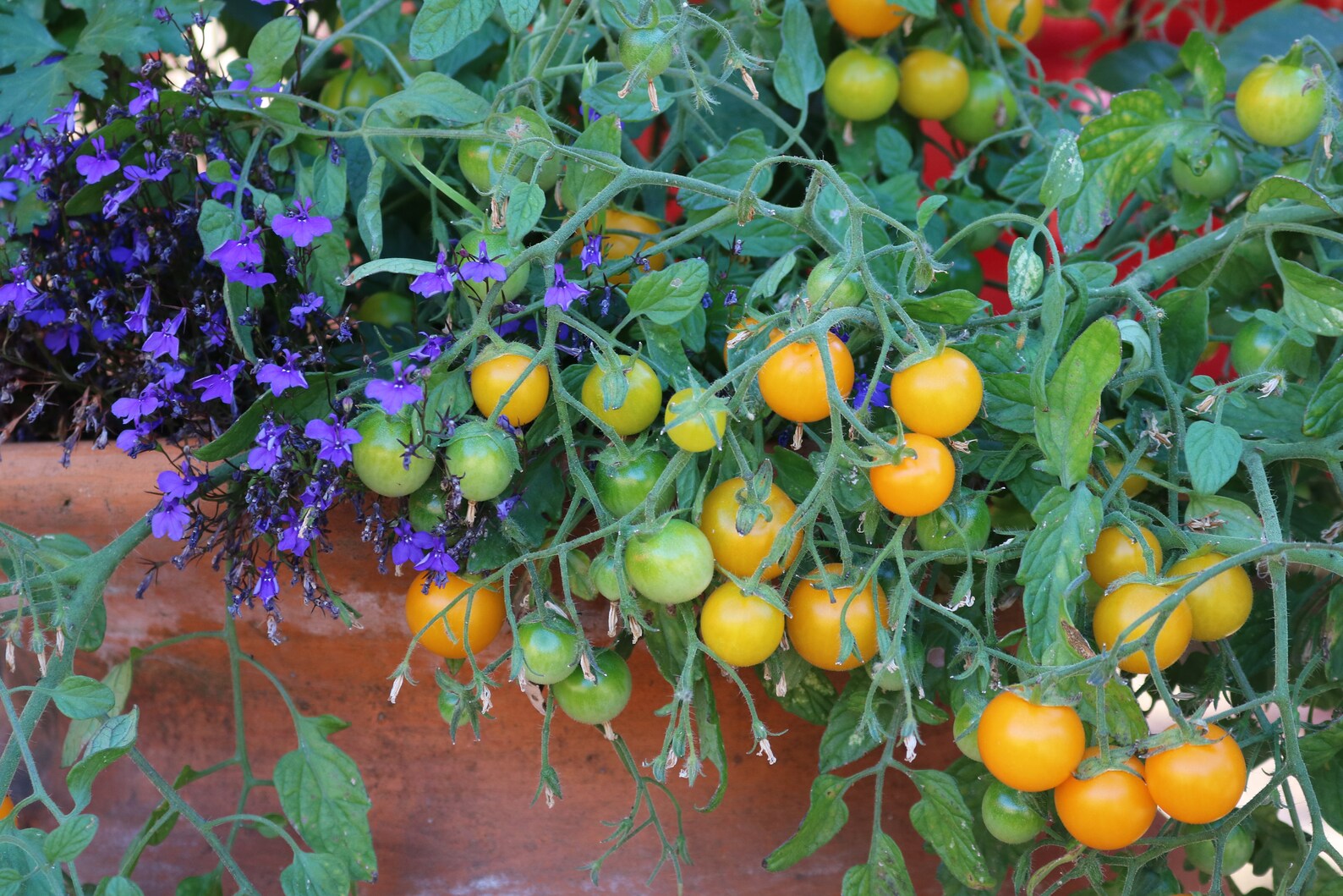 Yellow Tumbling Tom Cherry Tomato Seed Dwarf Heirloom Tomato Etsy