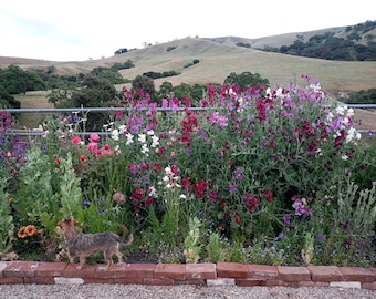 50 Sweet Pea seeds, Spencer Series, annual spring flower, fragrance flower, cut flower seed, heirloom flower, mixed seeds
