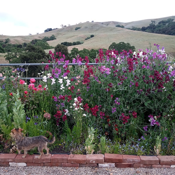 50 Sweet Pea seeds, Spencer Series, annual spring flower, fragrance flower, cut flower seed, heirloom flower, mixed seeds