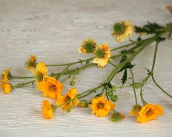 25 Yellow Geum flower seed, perennial flower seeds, yellow perennial flowering plant, flower farmer, cut flower seed