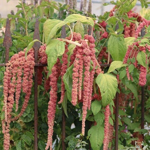 100 Coral Fountain Amaranth seeds, annual cut flower seeds, Love lies Bleeding seeds, peach amaranth