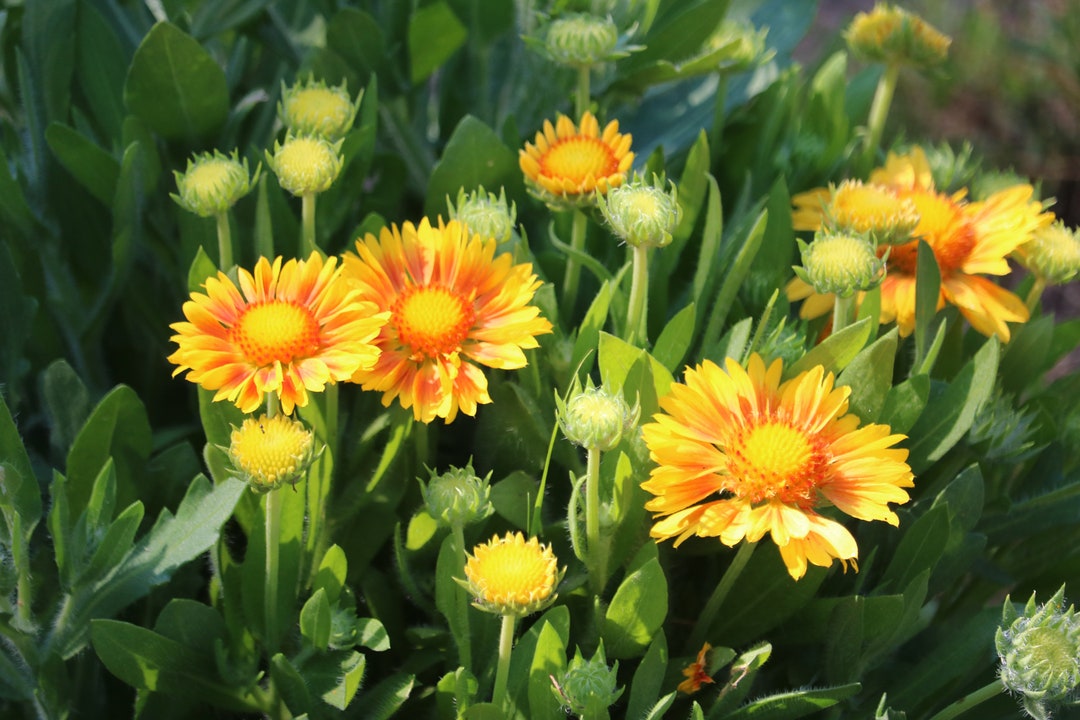 Yellow Blanket Flower Seeds, Perennial Flower, Drought Resistant