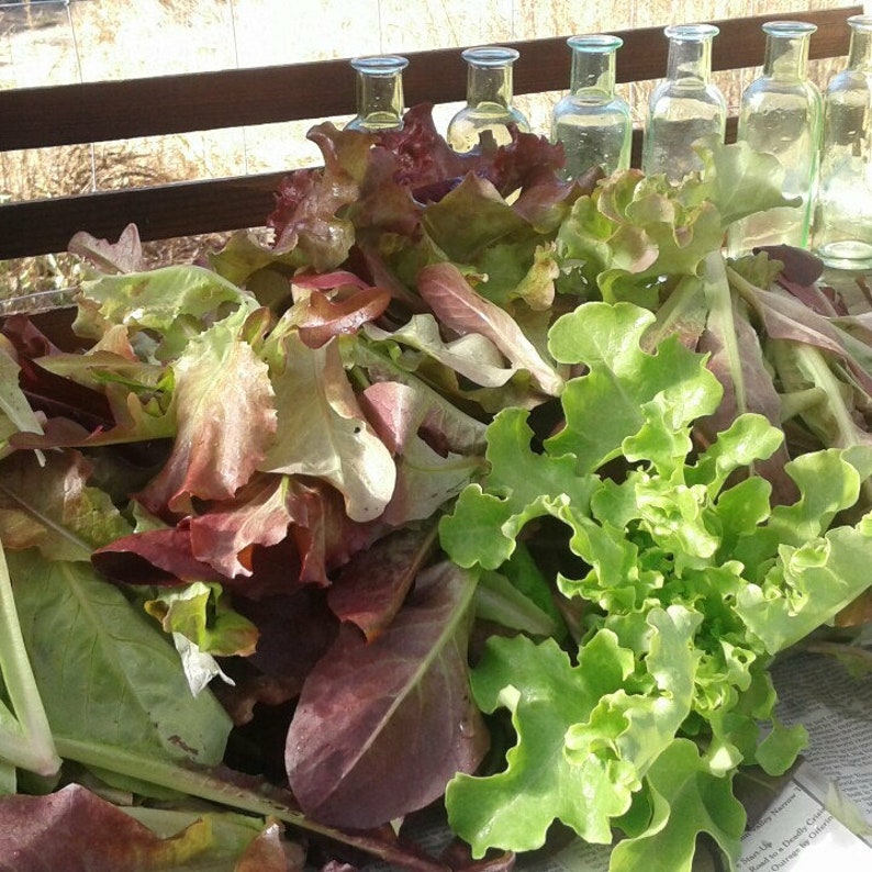 SALE Mescalin Lettuce Seed Spring lettuce seed mix mescalin Etsy