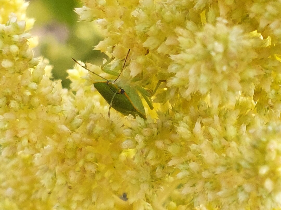 100 Autumn,s Touch Amaranth Flower Seeds, Gold and Brown Amaranth