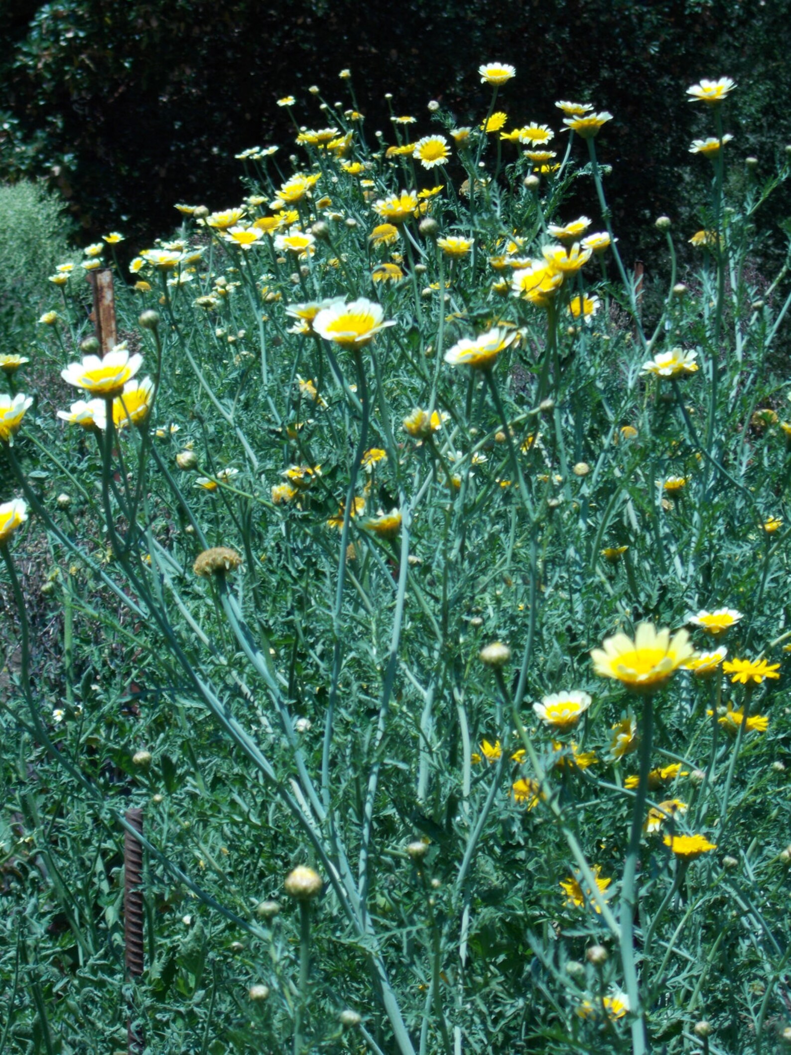 Edible Chrysanthemum Greens Salad Greens Shungiki greens Etsy
