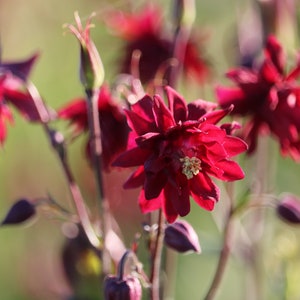 Red Nora Barlow Columbine seeds, Aquilegia seeds, perennial flower seeds, shade garden seeds, cut flower seeds image 6