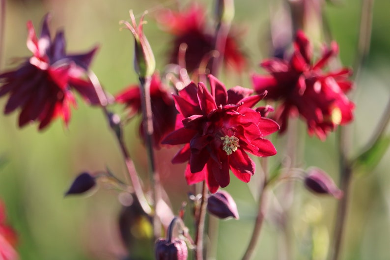 Red Nora Barlow Columbine seeds, Aquilegia seeds, perennial flower seeds, shade garden seeds, cut flower seeds image 6