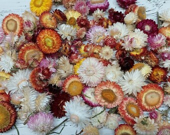 Sale 25 Dried Strawflower heads for crafting and wreath making, red, pink and yellow mixed, dried everlasting flowers