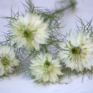 100 White Nigella flower seeds, annual cutting flower seeds, dried flower pods