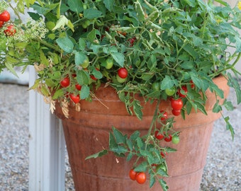 Red Oval Cherry Tomato Seeds for growing in pots, container tomato plants perfect for small spaces, tiny tomato plants, mini tomato plants