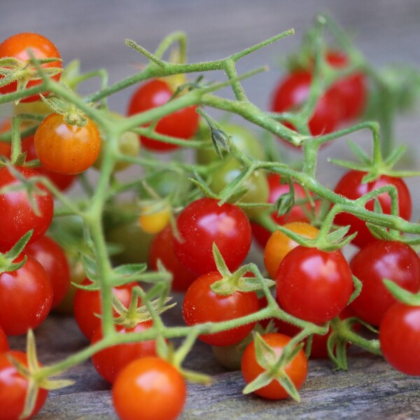 Red Currant Tomato Seeds, Tiny Tomatoes, heirloom seeds, non gmo rare tomato seeds. gardening