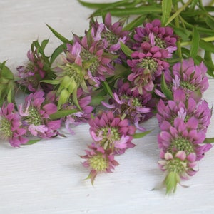 Lemon Bergamot flower seeds, Monarda citriodora, horsemint, attractive cut flower, annual herb, Bee Balm seeds