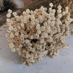 May include: A close-up of a bouquet of dried, cream-colored flowers with small, daisy-like blooms. The flowers have a natural, rustic appearance and are arranged in a dense cluster. The background is a light-colored wooden surface.