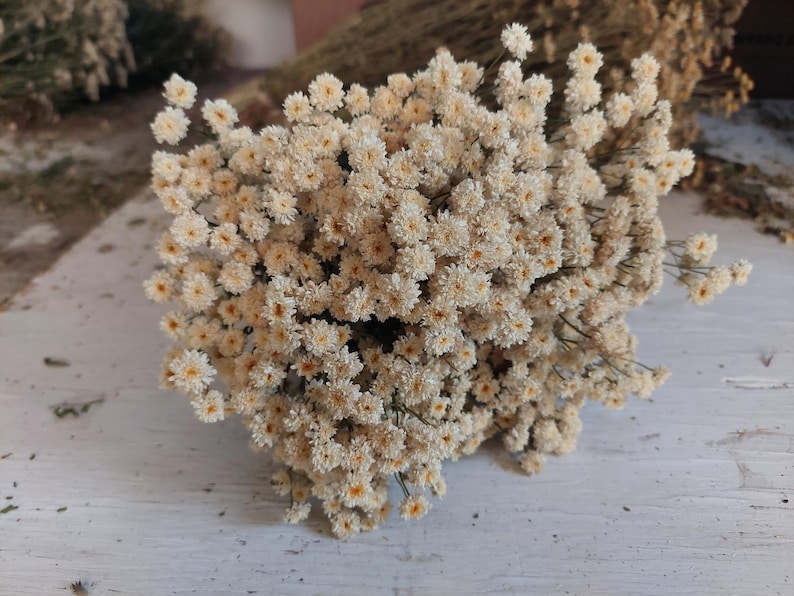 May include: A close-up of a bouquet of dried, cream-colored flowers with small, daisy-like blooms. The flowers have a natural, rustic appearance and are arranged in a dense cluster. The background is a light-colored wooden surface.