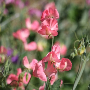 25 Princess Elizabeth Sweet Pea seed, Spencer sweet pea, hardy annual, fragrance flower, cut flower seed, heirloom flower, Lathyrus odoratus