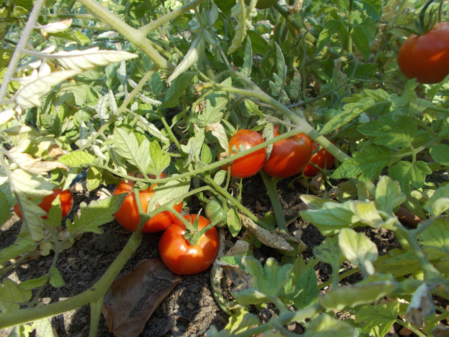 Celebrity Tomato Seeds Determinate Tomato Red Heirloom Etsy