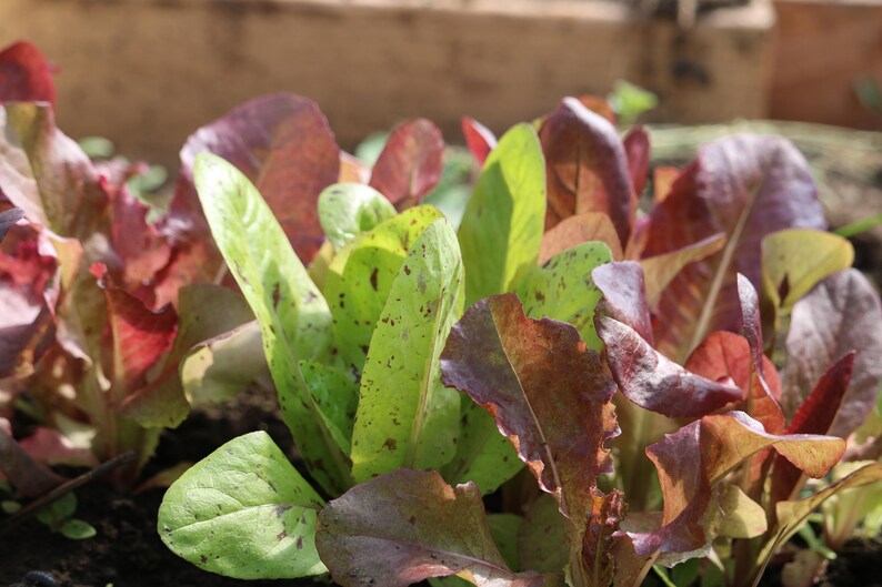 SALE Mixed Lettuce Seed Spring Mix mescalin seeds Organic