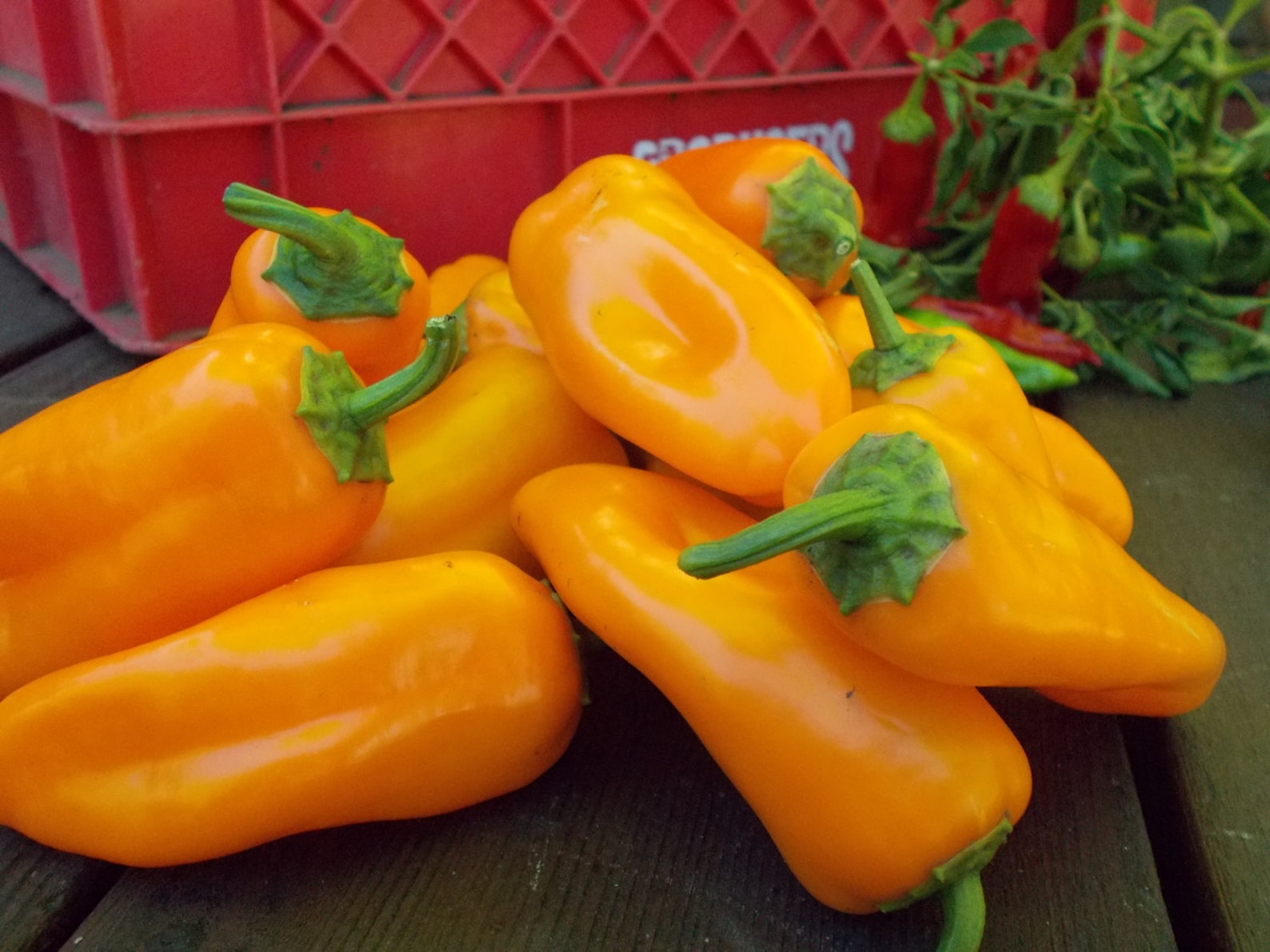 Mini Orange Sweet Bell Pepper Seeds Gourmet Orange Pepper Etsy