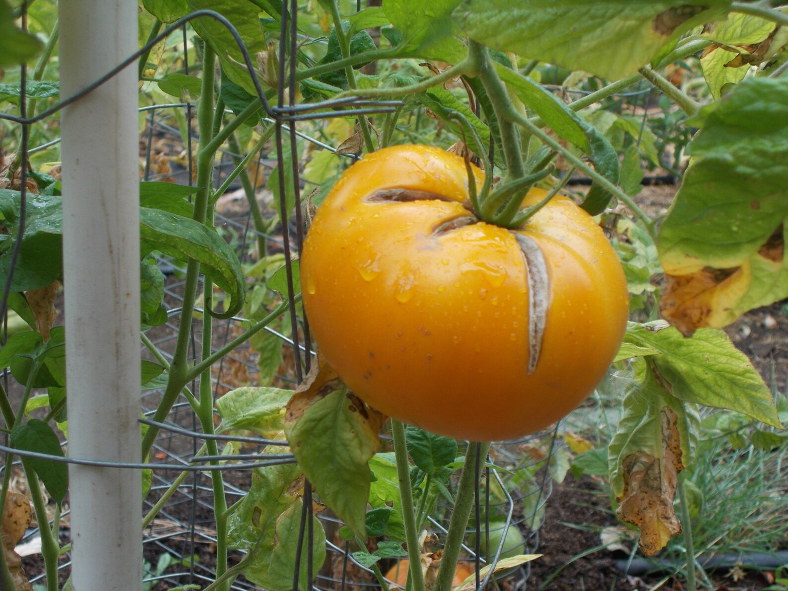 Orange Brandywine Tomato Seeds Heirloom tomato seeds organic Etsy