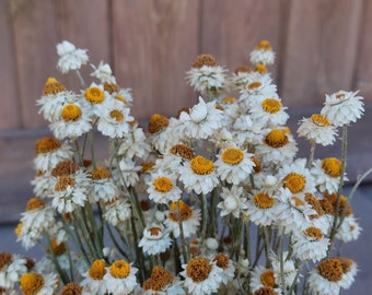 White Winged Everlasting dried flowers, Ammobium dried flower bouquet, 15 - 20 stems